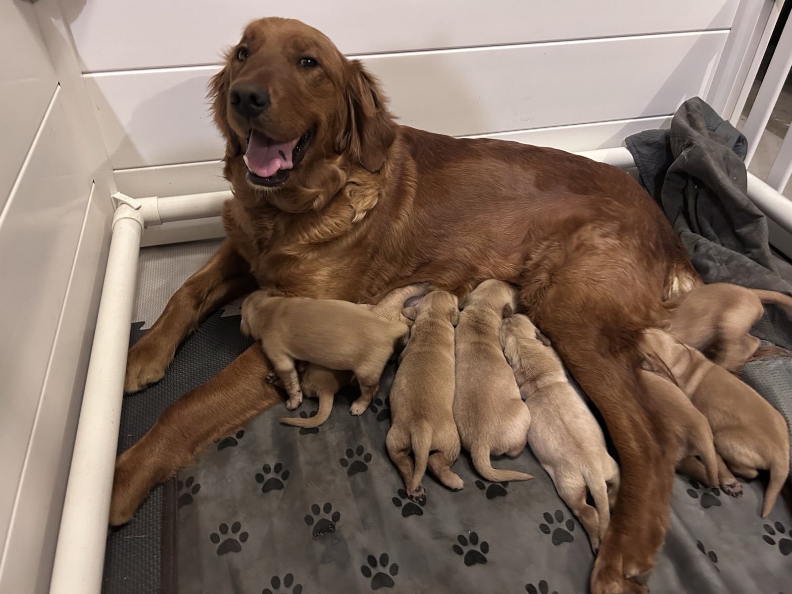 Golden Retriever Puppies Ready in June!