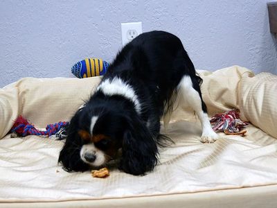 Cavalier King Charles AKC female
