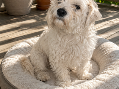 Maltese Mix
