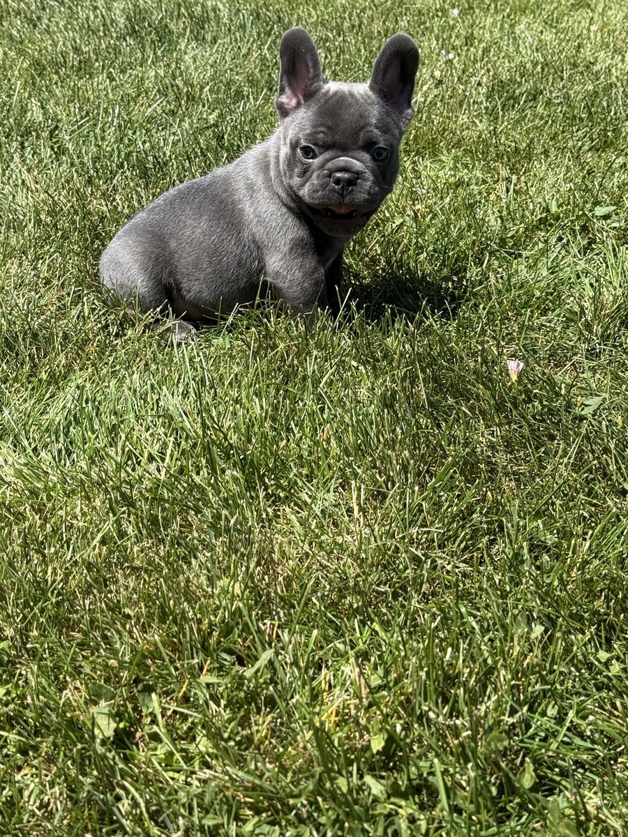 Adorable French Bulldog Puppies - Male & Female Available
