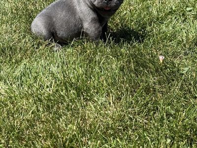 Adorable French Bulldog Puppies - Male & Female Available
