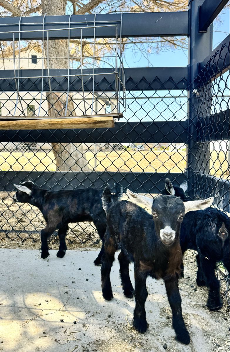 Fainting Buck Goat Available –Black Triplets| Maple Creek Farm