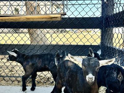 Fainting Buck Goat Available –Black Triplets| Maple Creek Farm