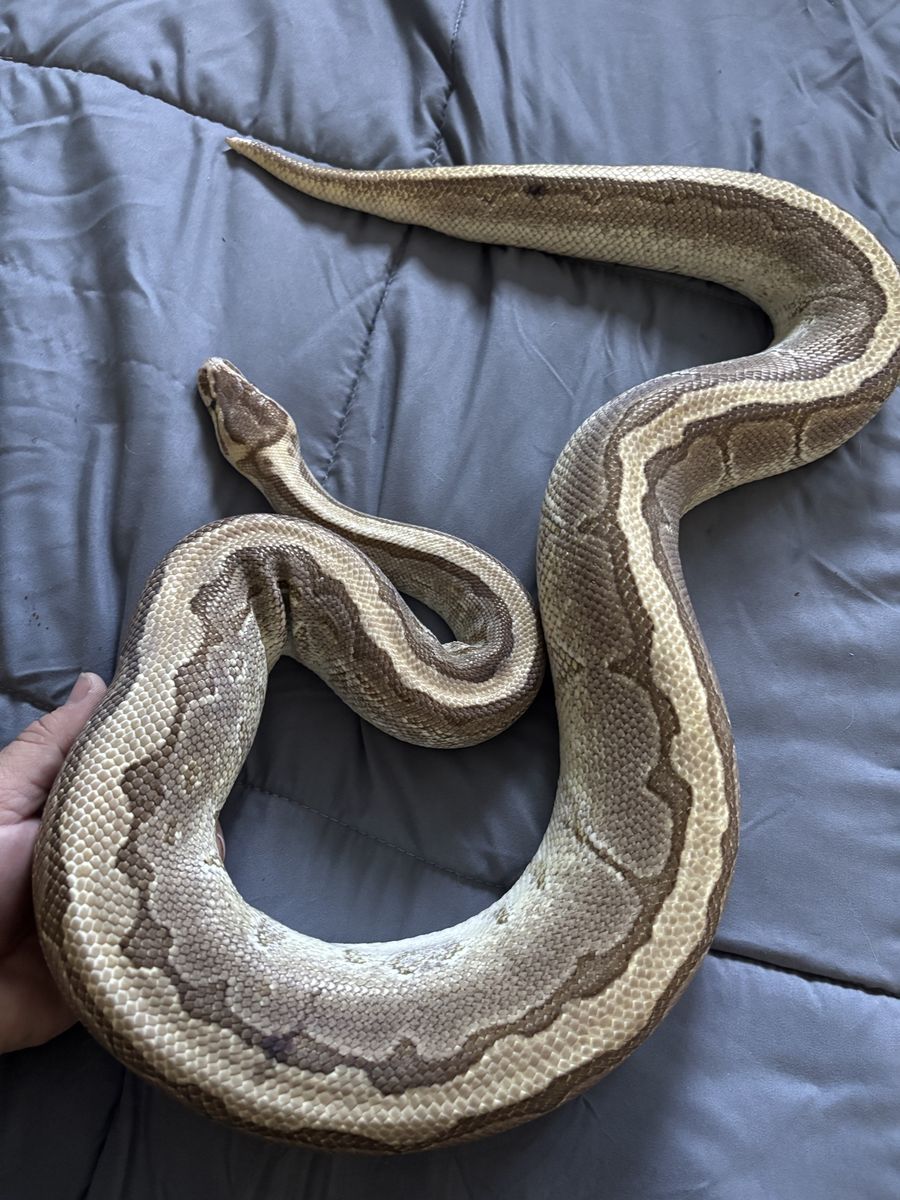 Ball pythons