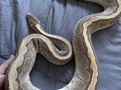 Ball pythons