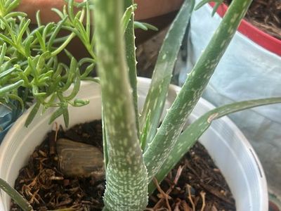 Live Potted Aloe Vera Succulent Plants - $7/pot or $13/2 pots