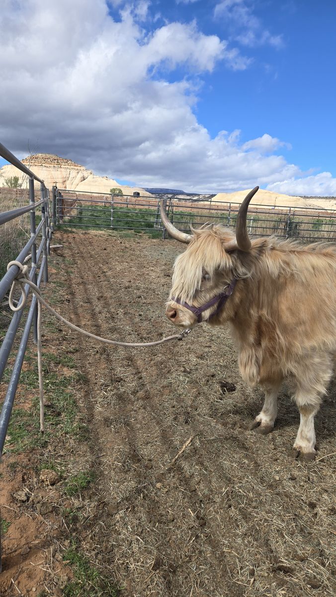 Registered Scottish Highland Cow