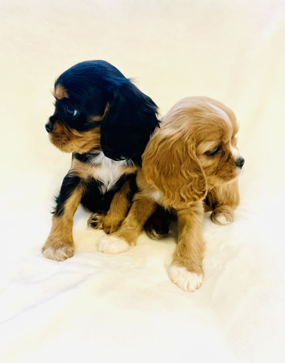 Cavalier King Charles Spaniel Puppies