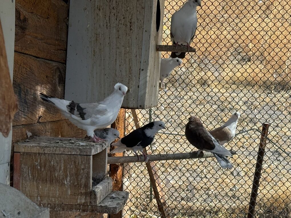 Fancy Pigeons