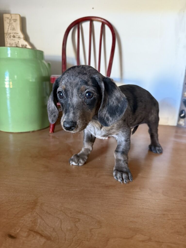 purebred miniature dachshund