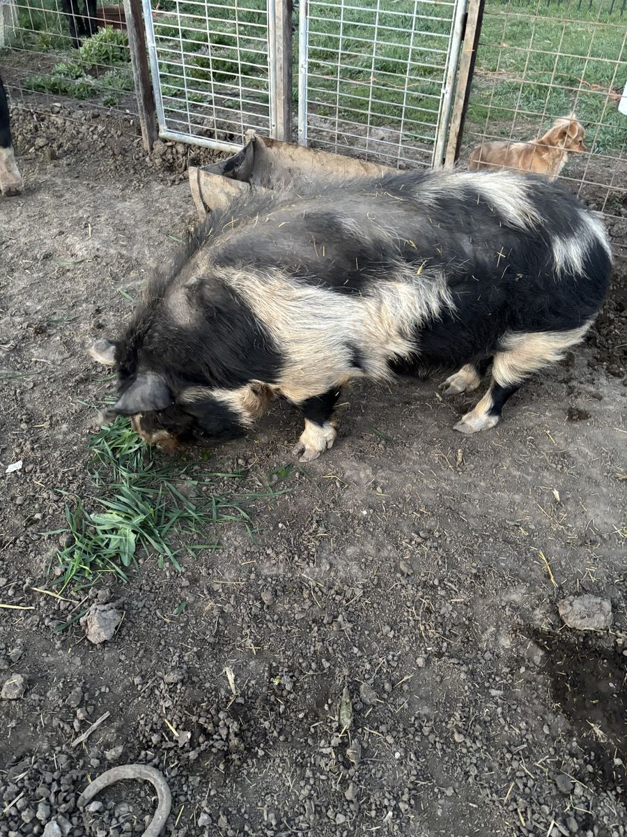 Registered Idaho Pasture Pig Boar