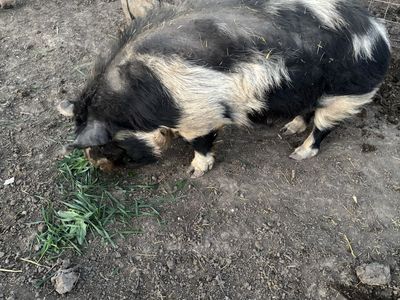 Registered Idaho Pasture Pig Boar