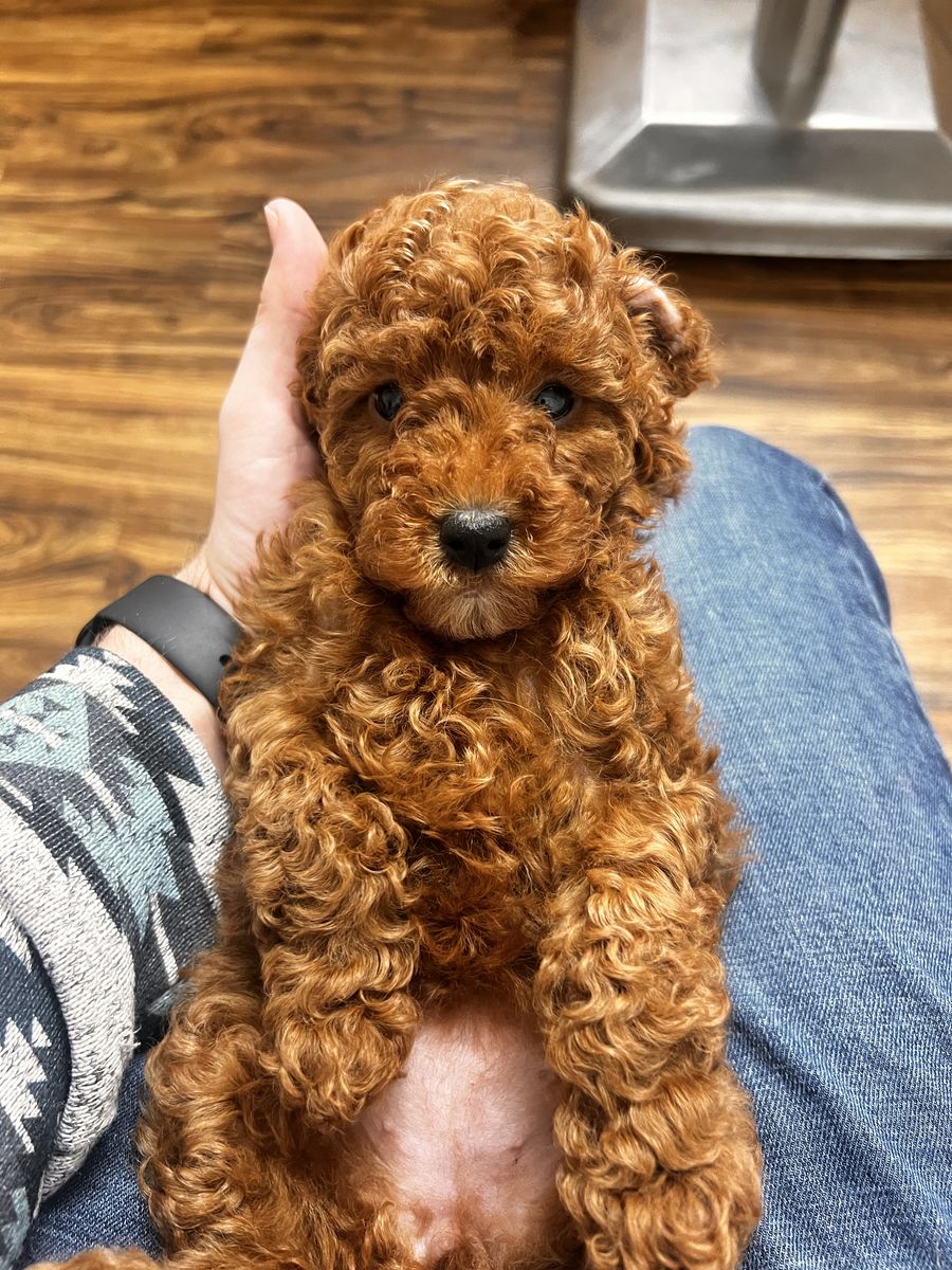 Mini Golden doodles - Ready To Go Home NOW!