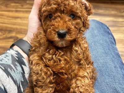 Mini Golden doodles - Ready To Go Home NOW!
