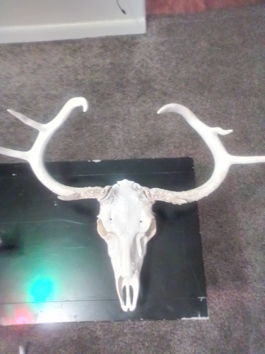 Uero white tail