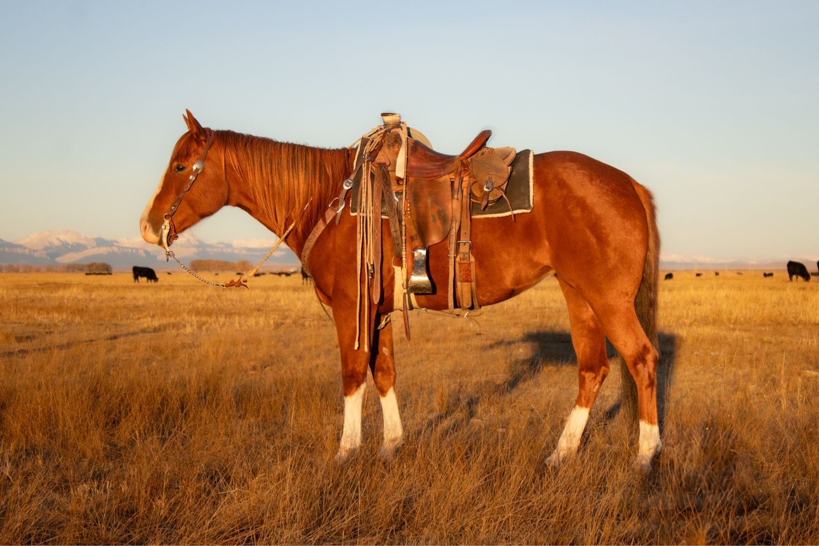 Catalenasdance "Tadpole"