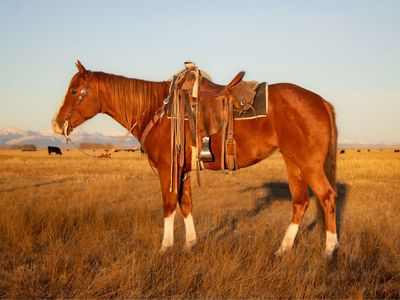 Catalenasdance "Tadpole"