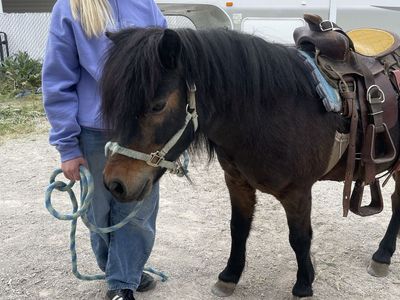 Pony rides Birthday rental event rental parties horse