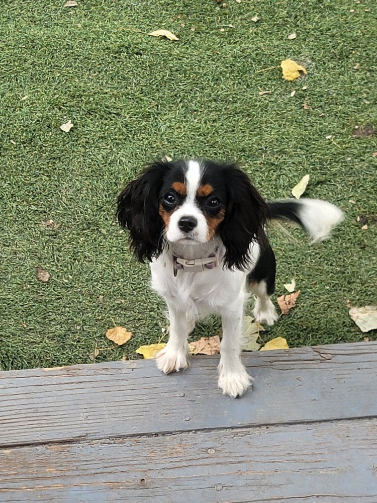 Cavalier King Charles Spaniel Puppy - Tricolor