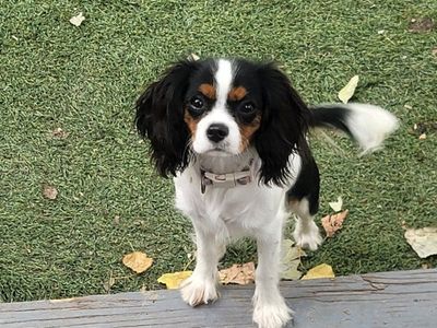 Cavalier King Charles Spaniel Puppy - Tricolor