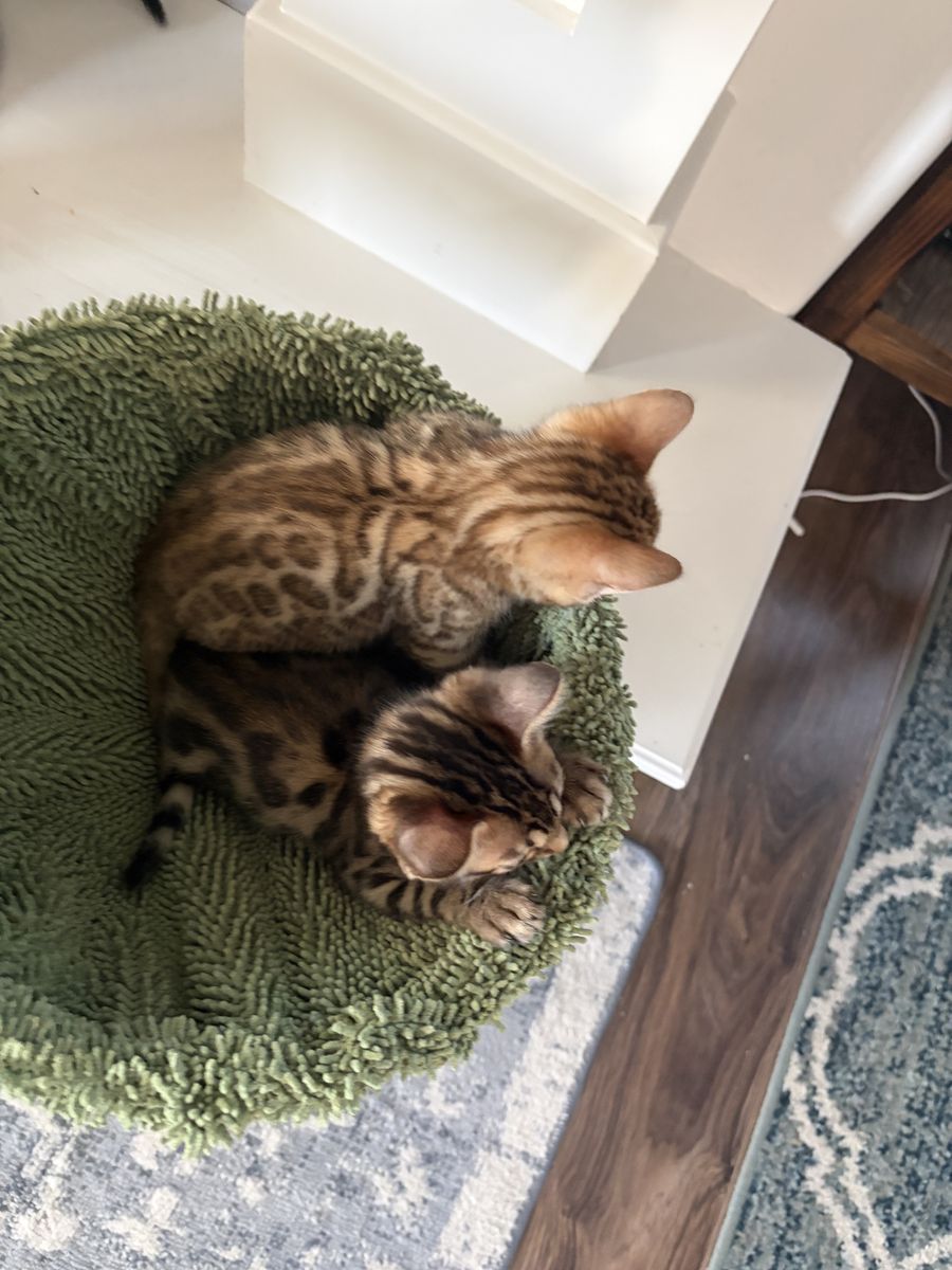 Bengal Kittens