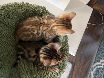 Bengal Kittens