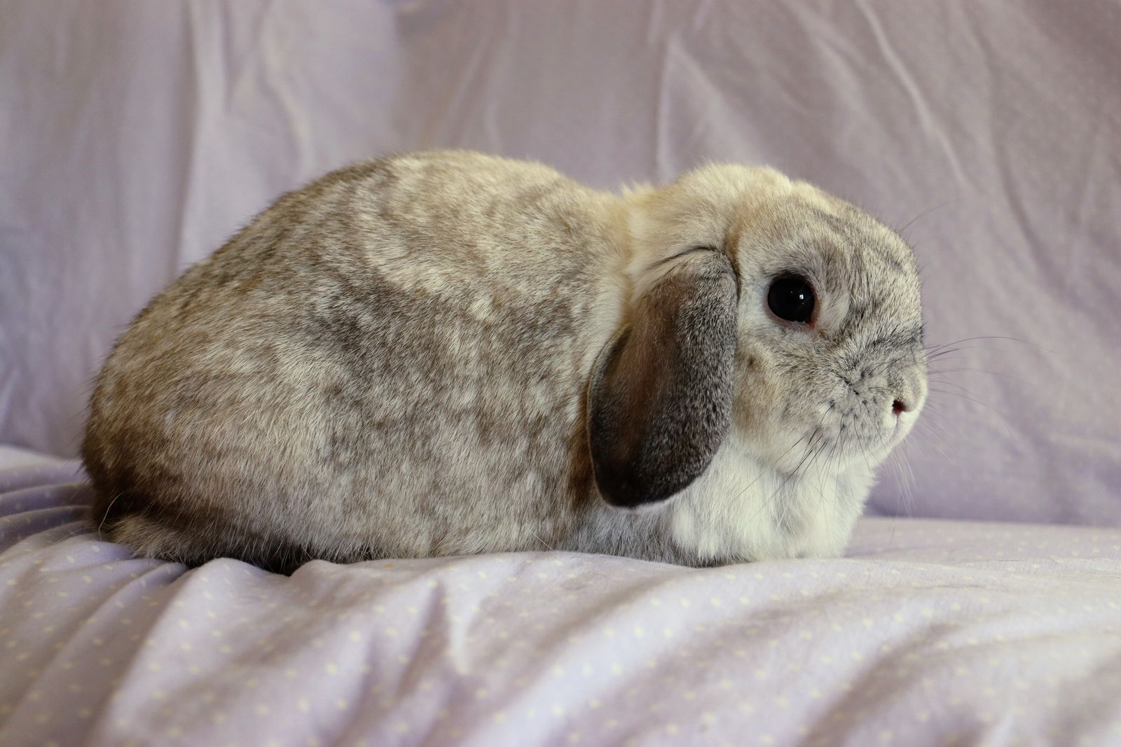 Female Holland Lop for sale