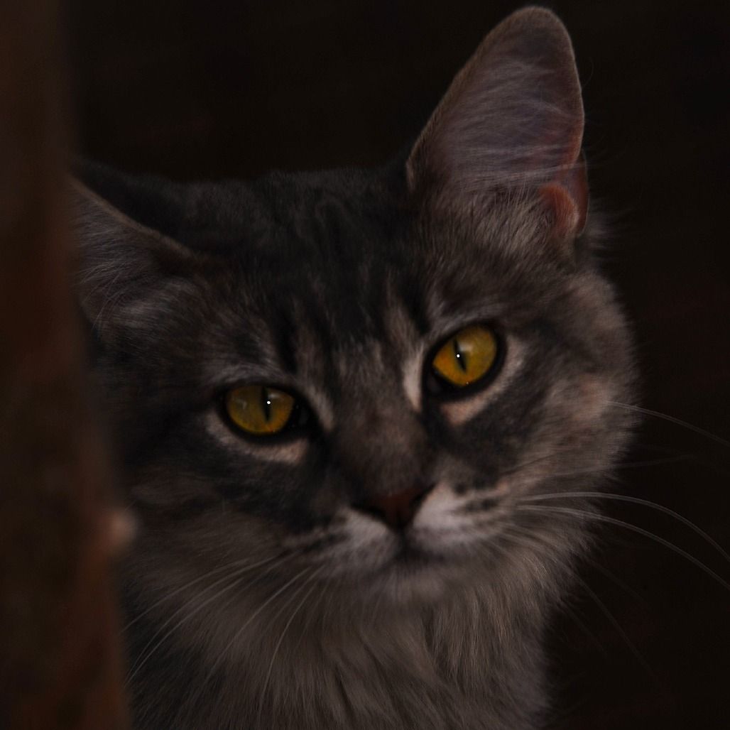 Hello my name is Billina