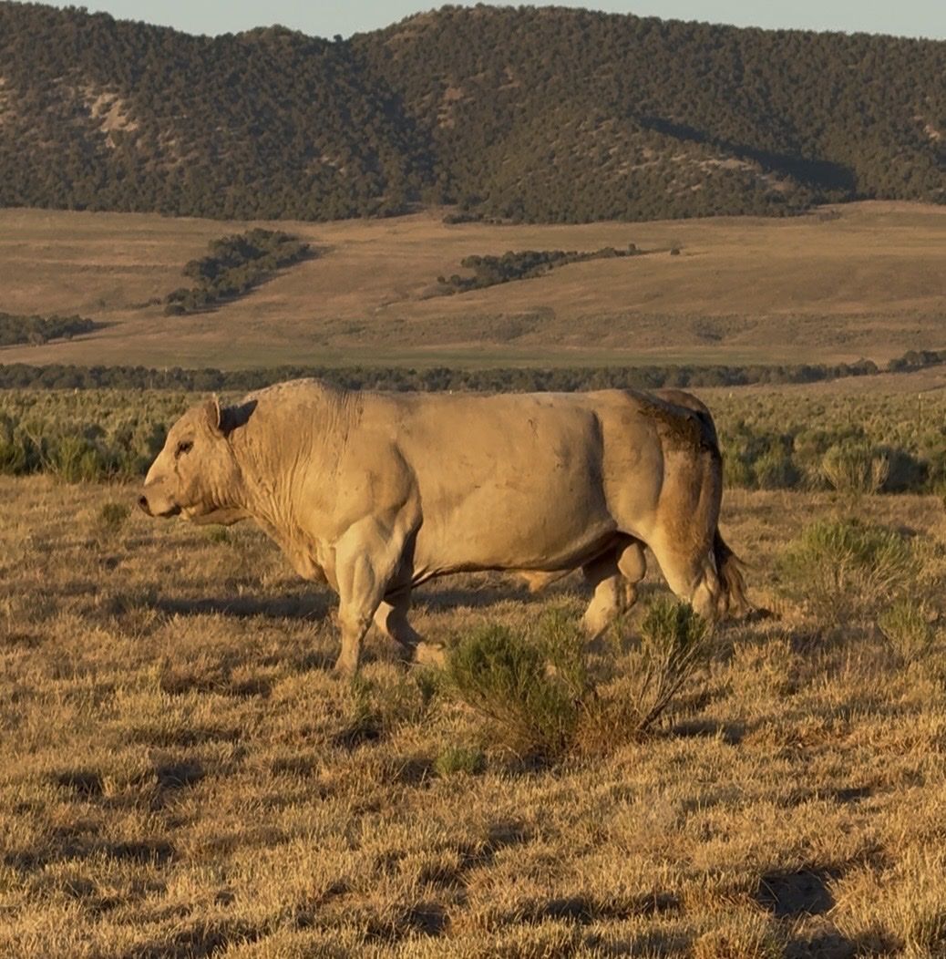 Charolais Bull