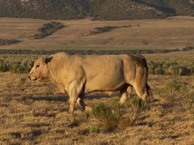 Charolais Bull