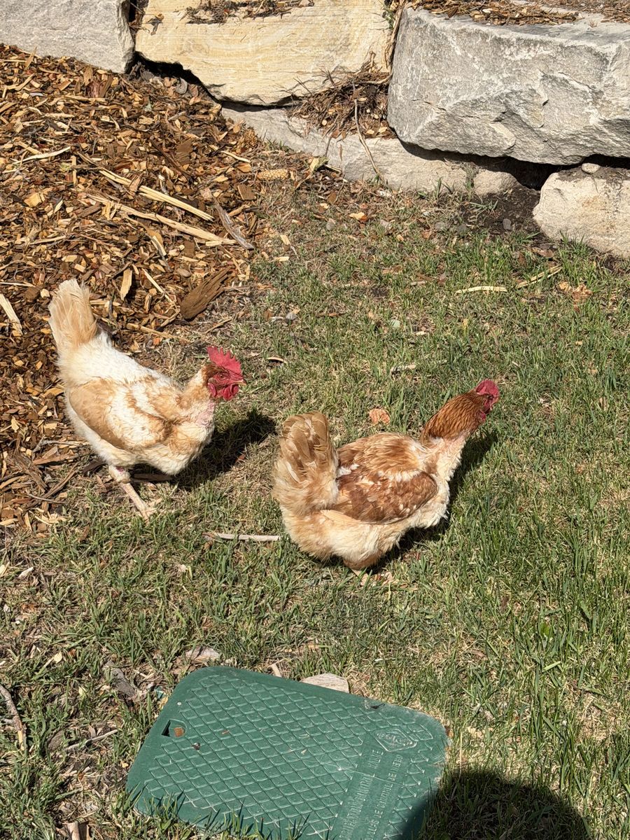 2 Hens: Red sex link