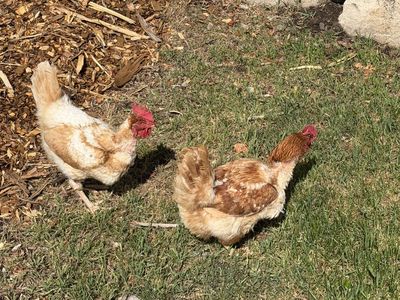 2 Hens: Red sex link