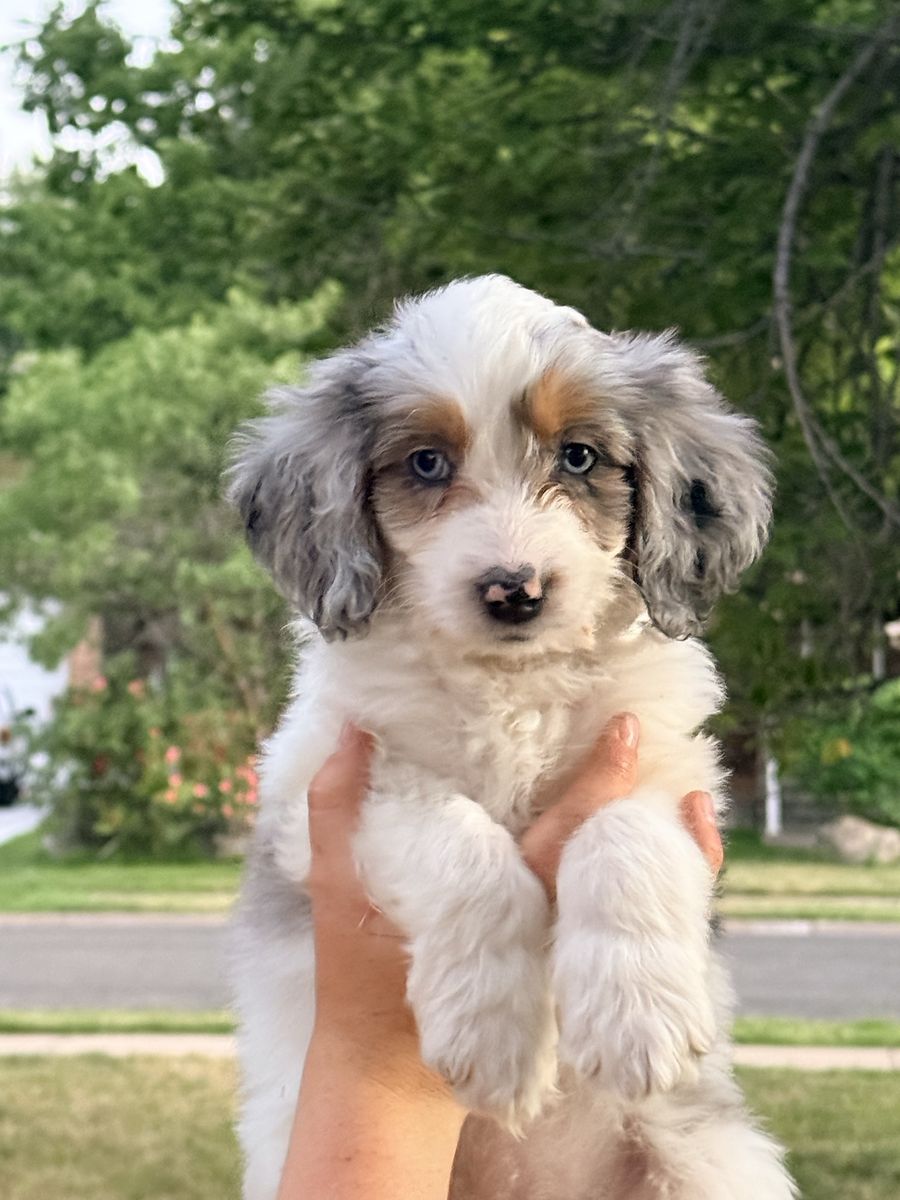 Mini Aussiedoodle Puppies PRICE REDUCED