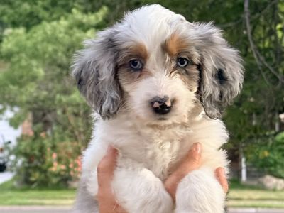 Mini Aussiedoodle Puppies PRICE REDUCED