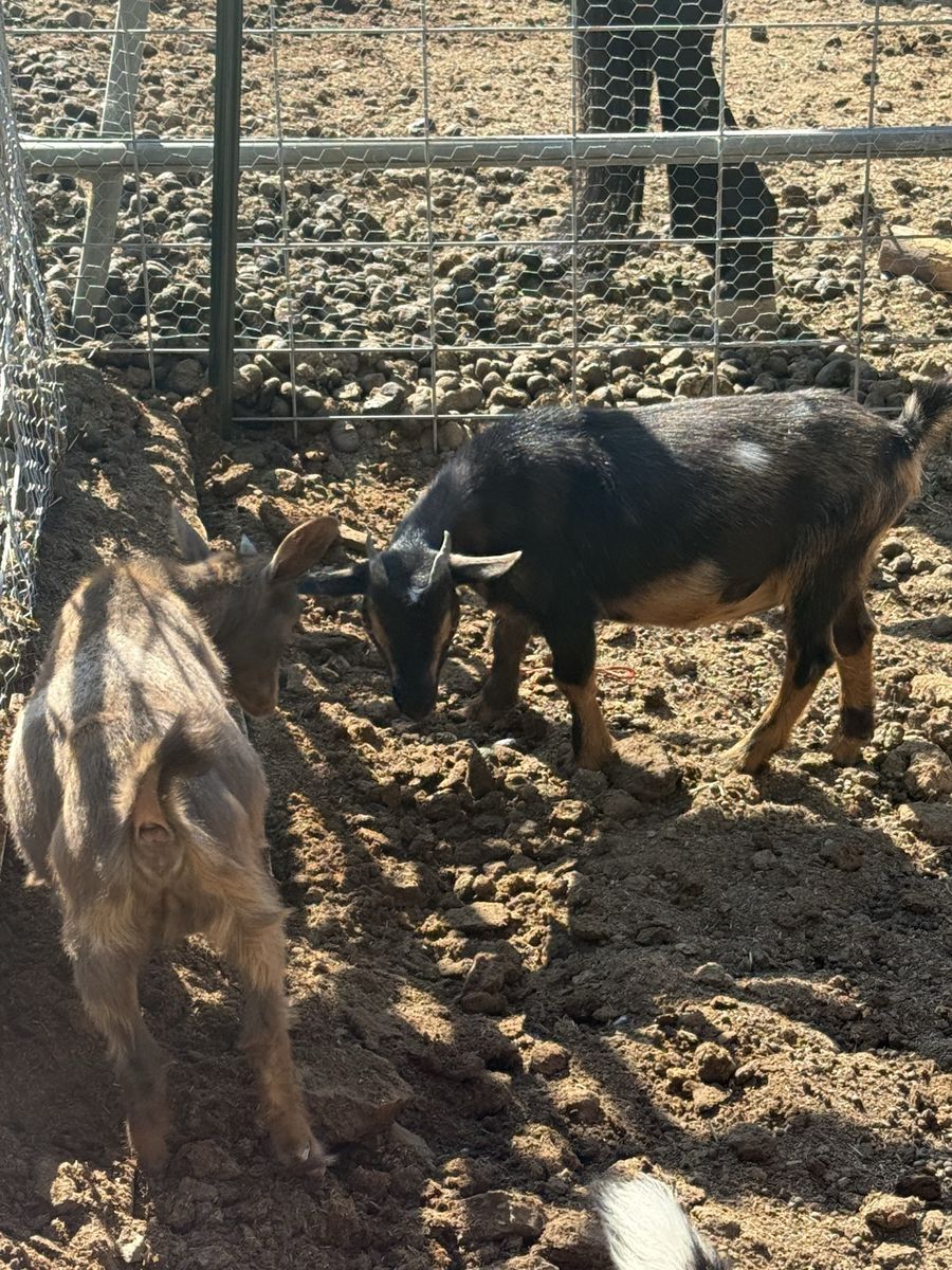 Mini Nubian and Nigerian Dwarf Herd