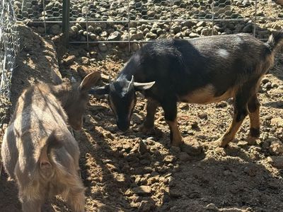 Mini Nubian and Nigerian Dwarf Herd