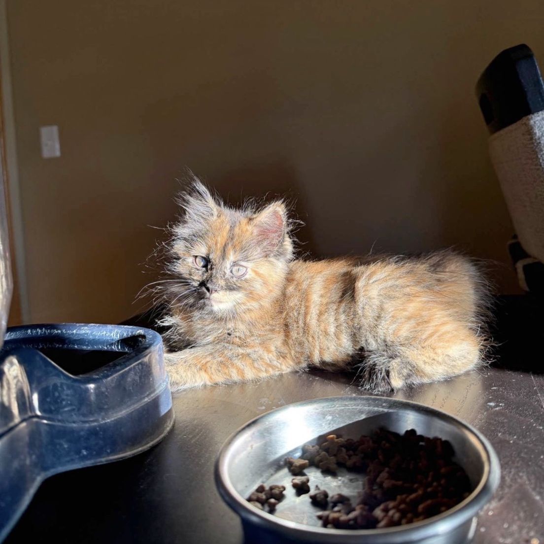 Bobtailed Kitten