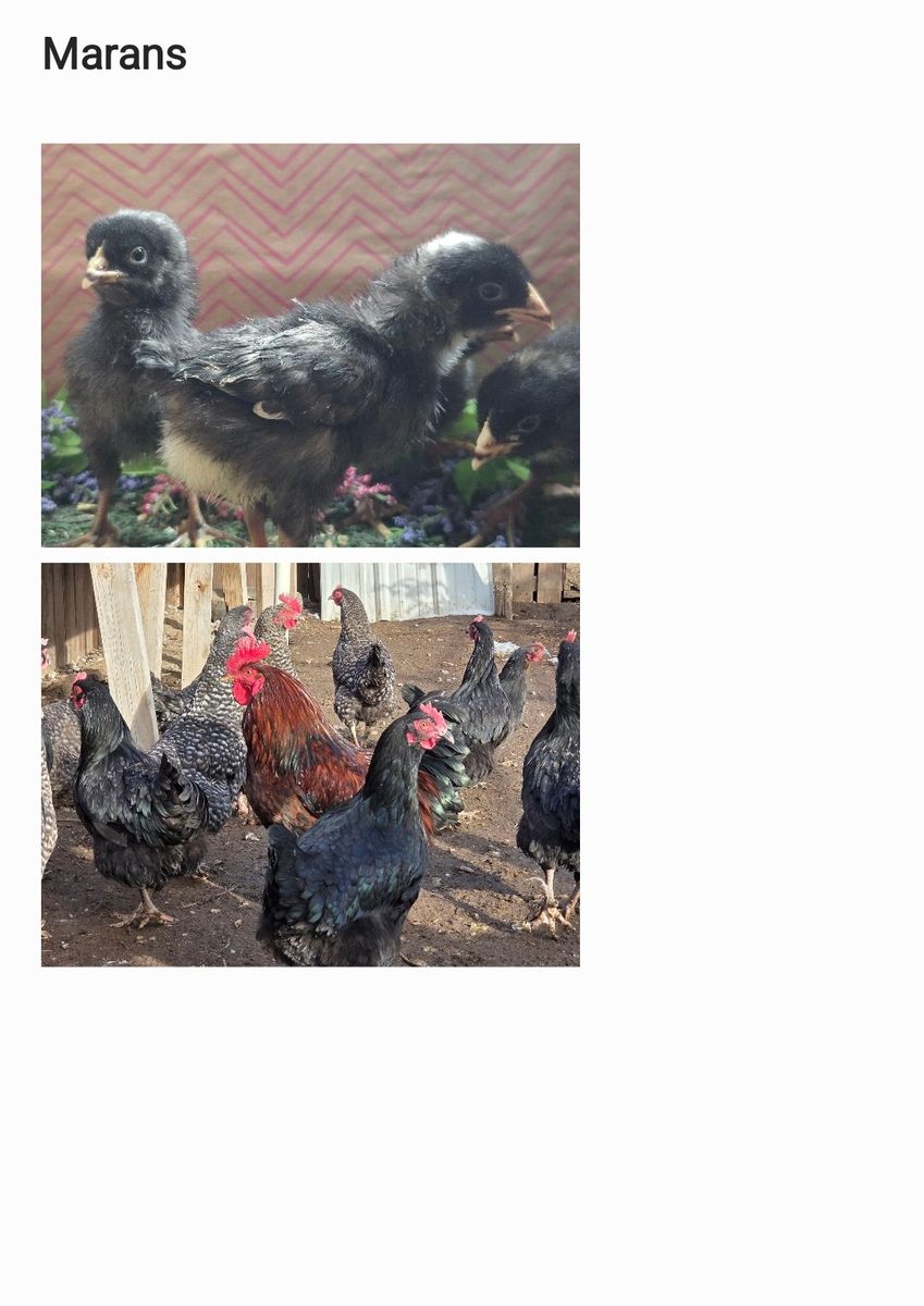 Marans Chicks