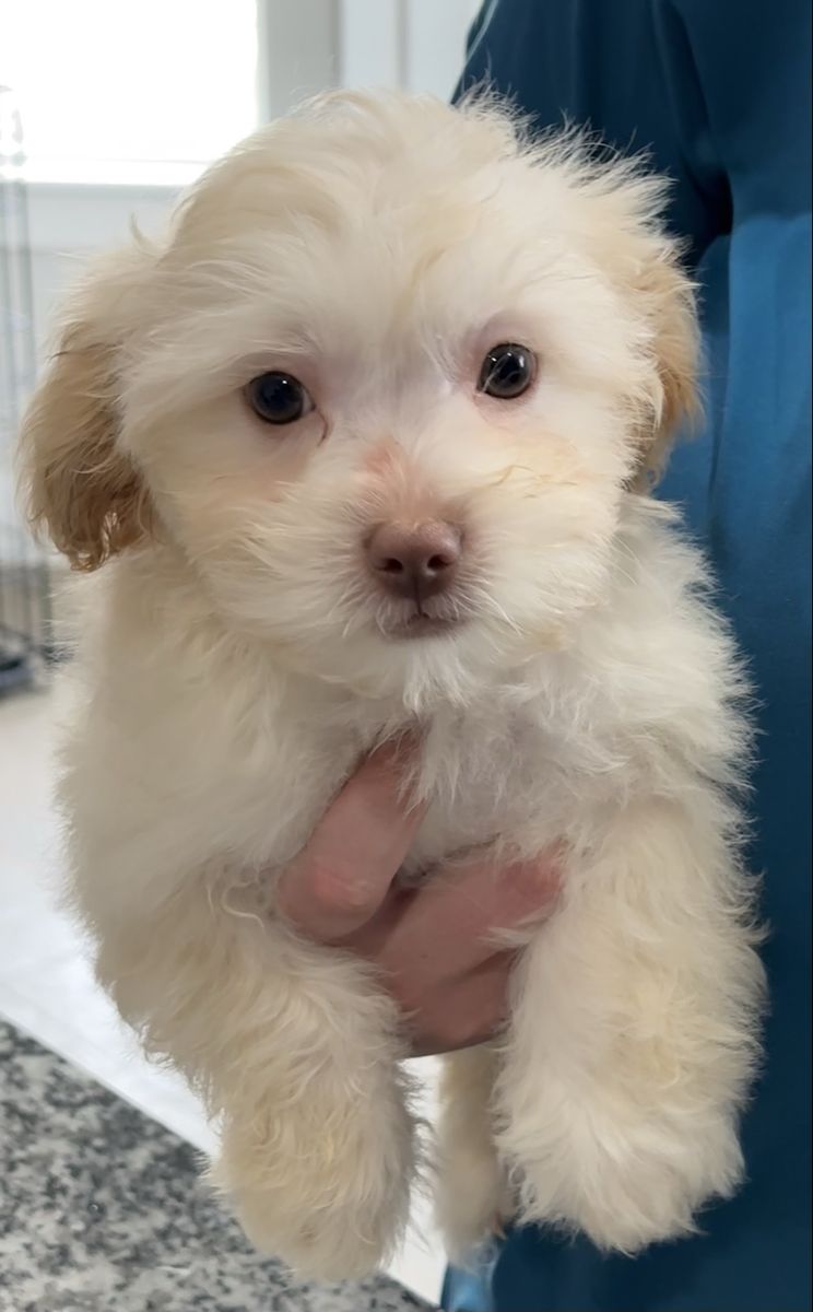 Shih Tzu Bichon Frisée puppies