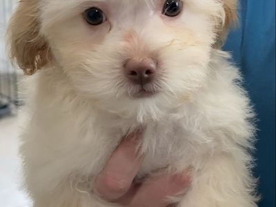 Shih Tzu Bichon Frisée puppies