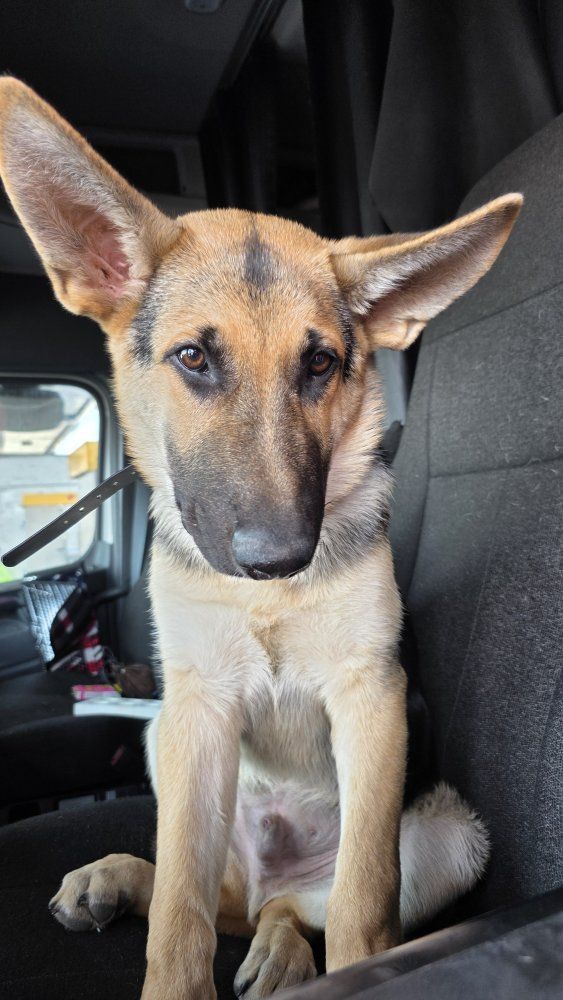 German Shepherd Male – Proven, Intact – Needs a Great Home.