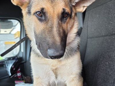 German Shepherd Male – Proven, Intact – Needs a Great Home.