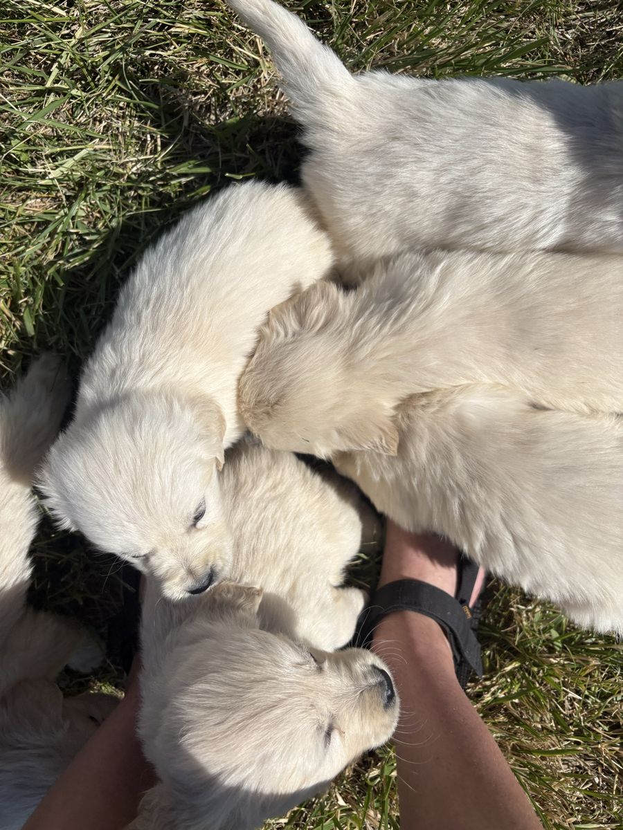ENGLISH CRÈME RETRIEVER PUPPIES