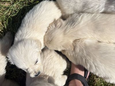 ENGLISH CRÈME RETRIEVER PUPPIES