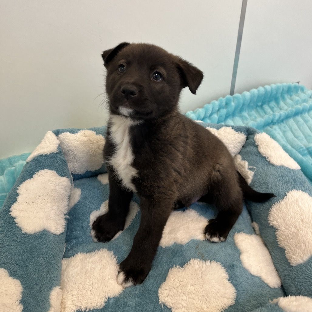 Hello my name is Blinders