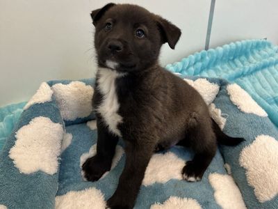 Hello my name is Blinders