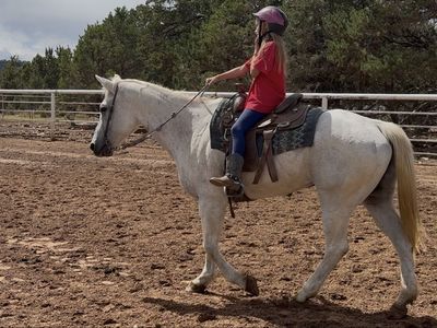 Fun beginner or youth horse!