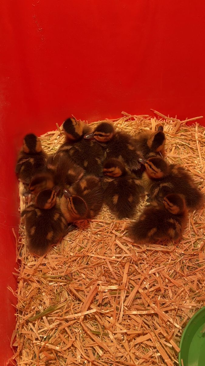 Baby ducks