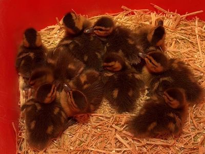 Baby ducks