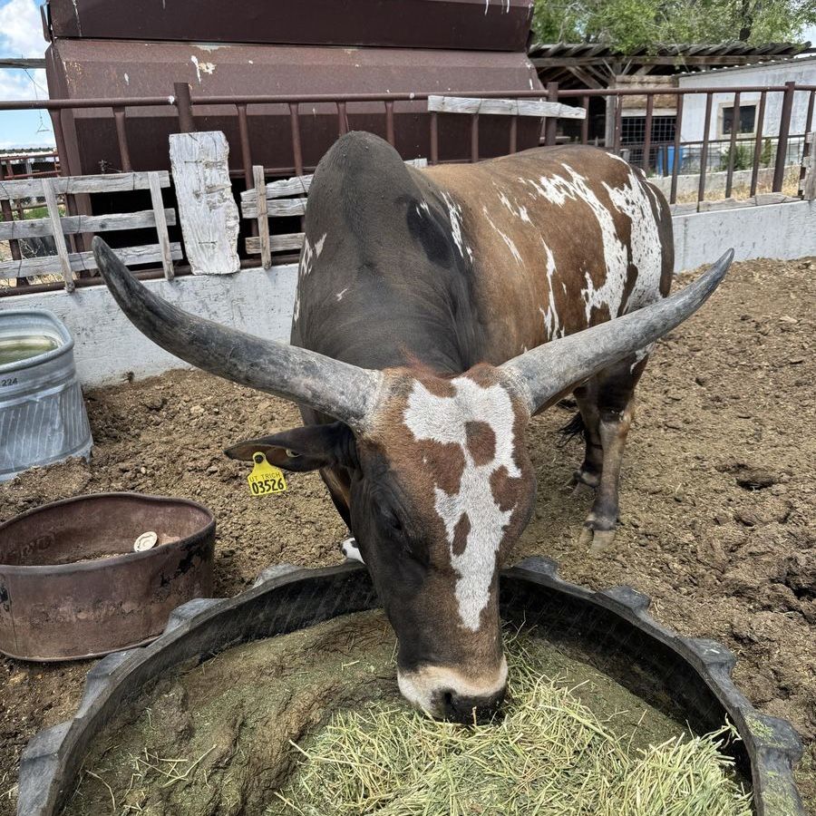 5-Year-Old Zebu Watusi Bull - Friendly, Unique Color Pattern